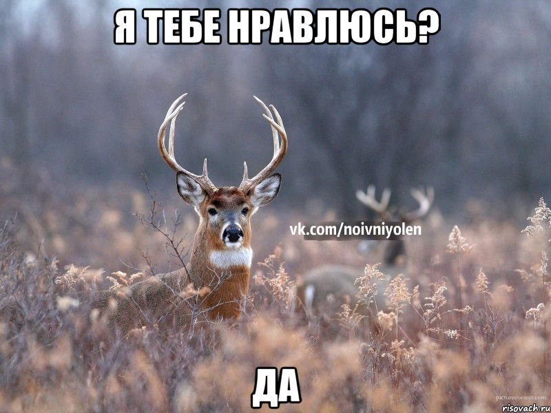 я тебе нравлюсь? да