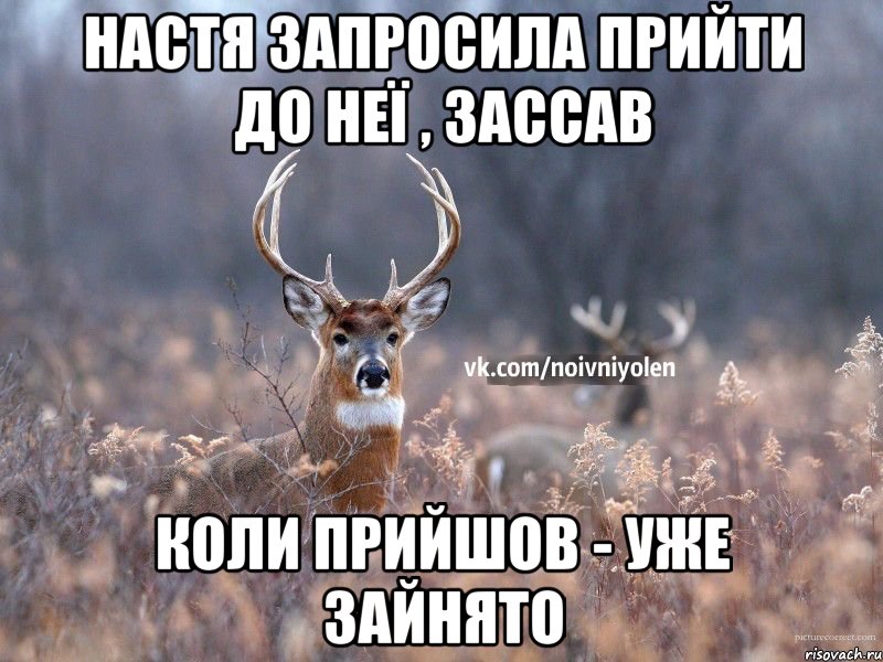 Настя запросила прийти до неї , зассав коли прийшов - уже зайнято, Мем Наивный Олень vk