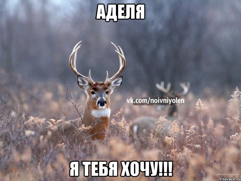 Аделя Я тебя Хочу!!!