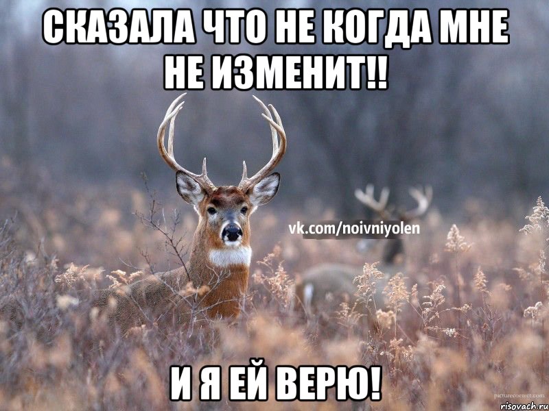 СКАЗАЛА ЧТО НЕ КОГДА МНЕ НЕ ИЗМЕНИТ!! И Я ЕЙ ВЕРЮ!, Мем Наивный Олень vk