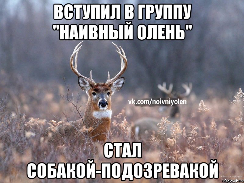 вступил в группу "наивный олень" стал собакой-подозревакой, Мем Наивный Олень vk