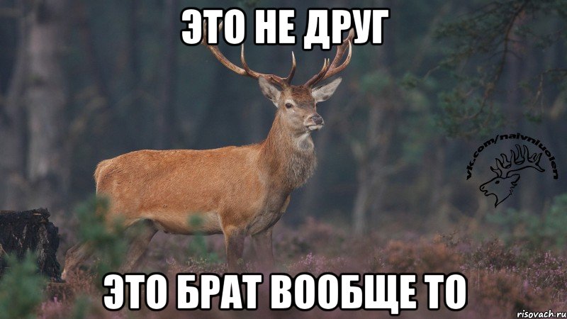 это не друг это брат вообще то, Мем Наивный олень v3