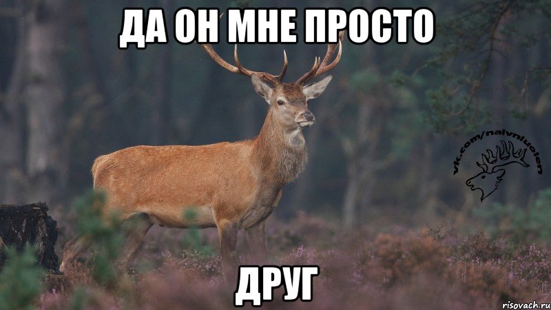 Да он мне просто друг, Мем Наивный олень v3