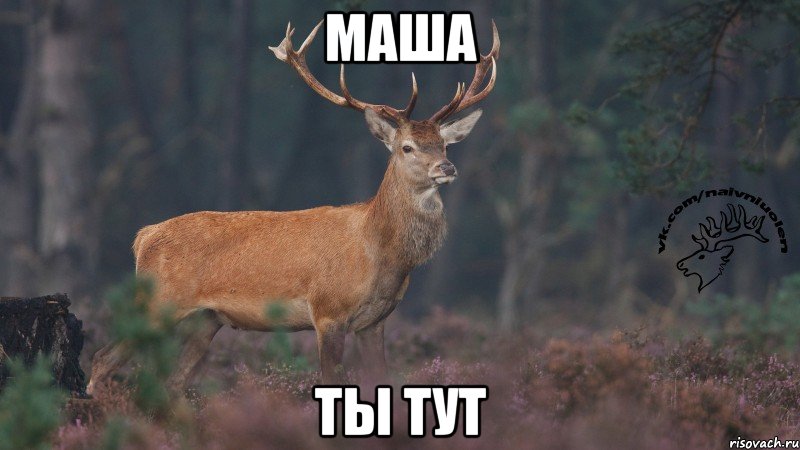 МАША ТЫ ТУТ, Мем Наивный олень v3