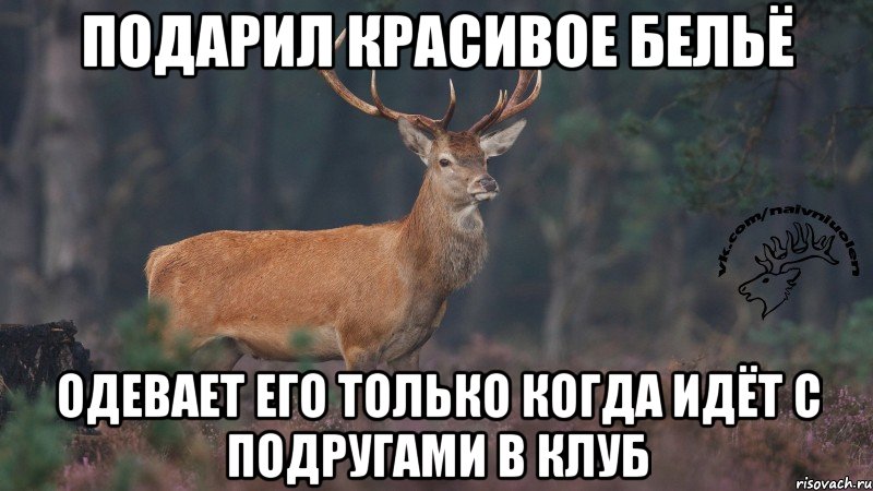 подарил красивое бельё одевает его только когда идёт с подругами в клуб, Мем Наивный олень v3