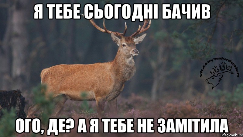 я тебе сьогодні бачив ого, де? а я тебе не замітила, Мем Наивный олень v3