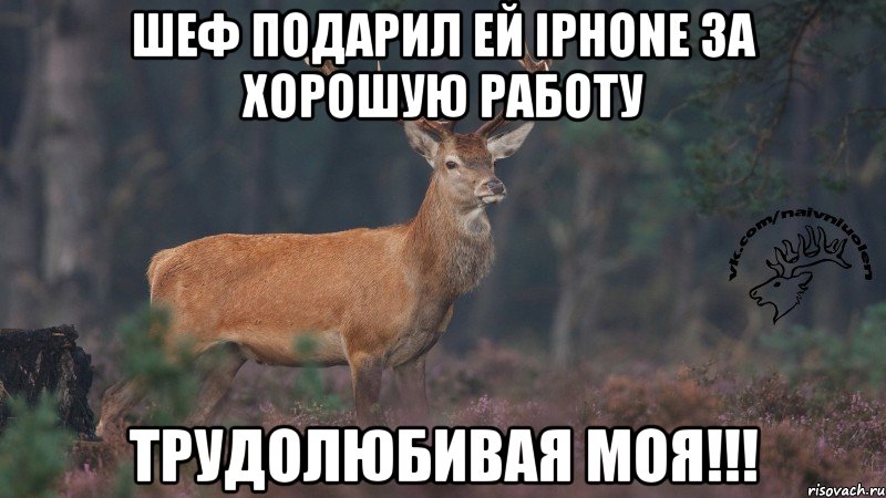 Шеф подарил ей Iphone за Хорошую работу Трудолюбивая моя!!!, Мем Наивный олень v3