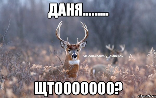 Даня......... Щтооооооо?, Мем  Наивный Олененок