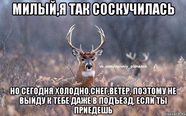 милый,я так соскучилась но сегодня холодно,снег,ветер, поэтому не выйду к тебе даже в подъезд, если ты приедешь, Мем  Наивный Олененок