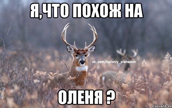 Я,что похож на оленя ?, Мем  Наивный Олененок