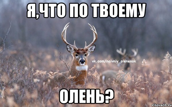 я,что по твоему олень?, Мем  Наивный Олененок