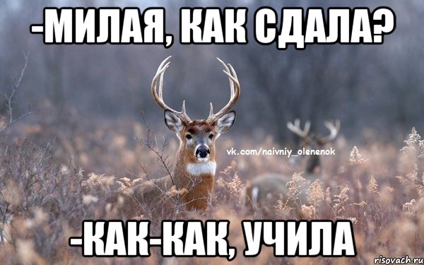 -милая, как сдала? -как-как, учила, Мем  Наивный Олененок