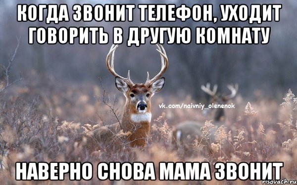 когда звонит телефон, уходит говорить в другую комнату наверно снова Мама звонит, Мем  Наивный Олененок