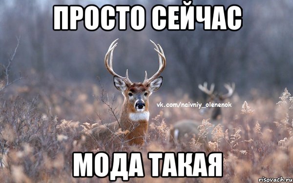 Просто сейчас мода такая, Мем  Наивный Олененок