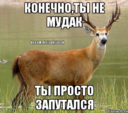 конечно,ты не мудак ты просто запутался, Мем Олень