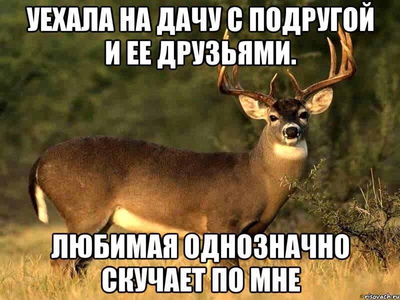 Уехала на дачу с подругой и ее друзьями. Любимая однозначно скучает по мне