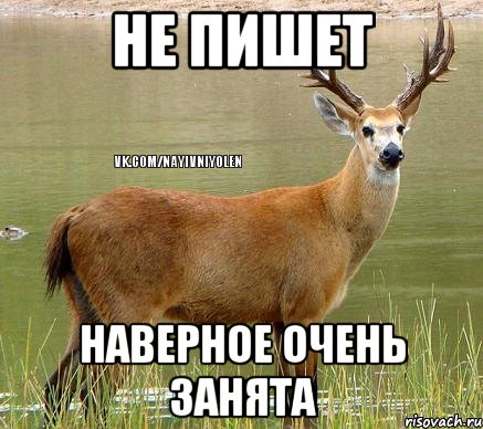 Не пишет Наверное очень занята, Мем Олень