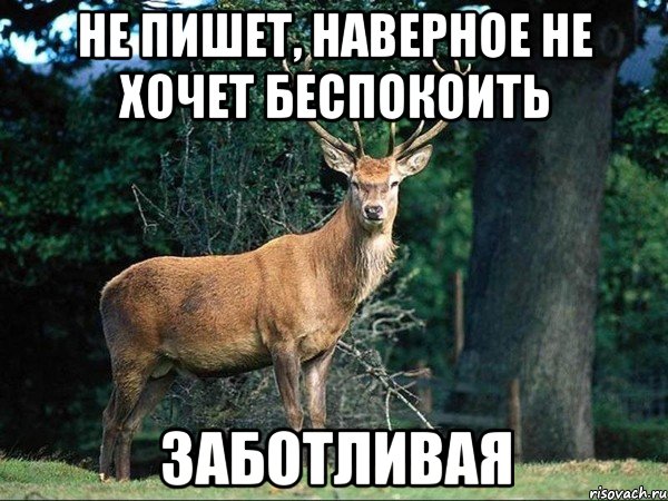 Не пишет, наверное не хочет беспокоить ЗАБОТЛИВАЯ, Мем  олень