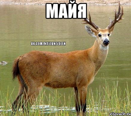 Майя 