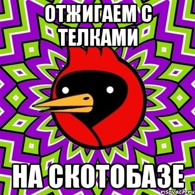 Отжигаем с телками на скотобазе, Мем Омская птица