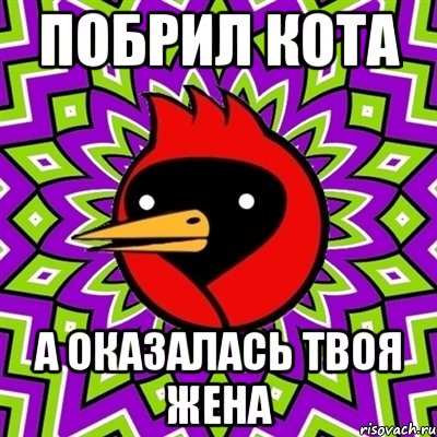 побрил кота а оказалась твоя жена, Мем Омская птица