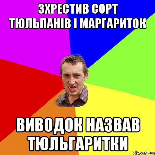 зхрестив сорт тюльпанів і маргариток виводок назвав тюльгаритки, Мем Чоткий паца