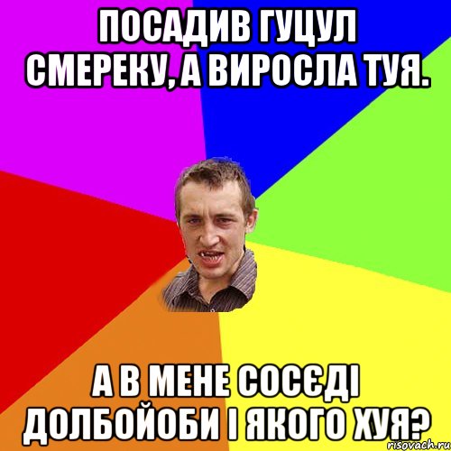посадив гуцул смереку, а виросла туя. А в мене сосєді долбойоби і якого хуя?, Мем Чоткий паца