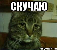 Скучаю , Мем печальный кот