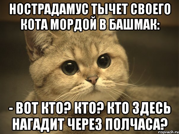 Нострадамус тычет своего кота мордой в башмак: - Вот кто? Кто? Кто здесь нагадит через полчаса?, Мем Пидрила ебаная котик