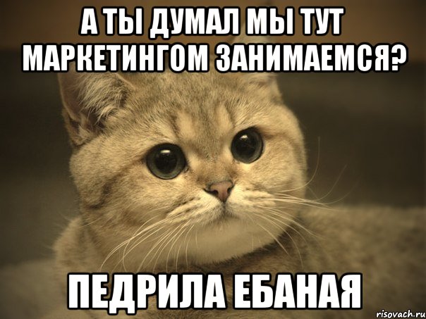 А ты думал мы тут маркетингом занимаемся? Педрила ебаная, Мем Пидрила ебаная котик