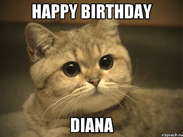 Happy birthday Diana, Мем Пидрила ебаная котик