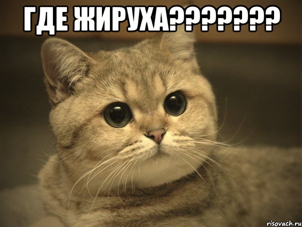 ГДЕ ЖИРУХА??????? , Мем Пидрила ебаная котик