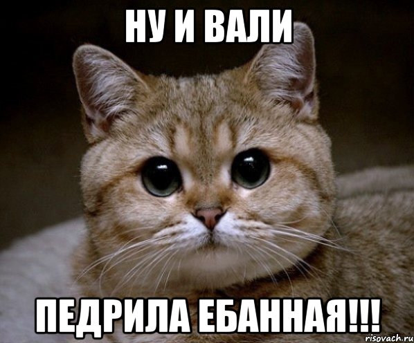 ну и вали педрила ебанная!!!, Мем Пидрила Ебаная