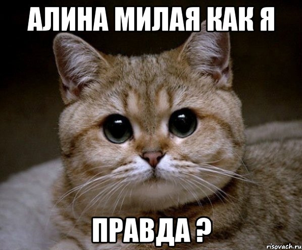 Алина милая как я правда ?, Мем Пидрила Ебаная