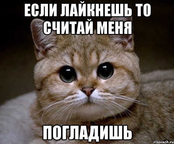 ЕСЛИ ЛАЙКНЕШЬ ТО СЧИТАЙ МЕНЯ ПОГЛАДИШЬ, Мем Пидрила Ебаная