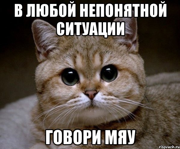 В ЛЮБОЙ НЕПОНЯТНОЙ СИТУАЦИИ ГОВОРИ МЯУ, Мем Пидрила Ебаная