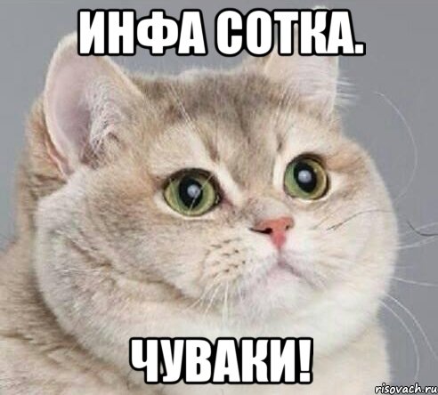 инфа сотка. чуваки!, Мем Подслушаногей