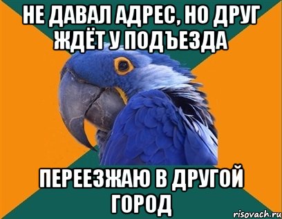 не давал адрес, но друг ждёт у подъезда переезжаю в другой город, Мем Попугай параноик