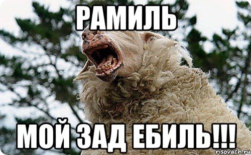 Рамиль Мой зад ебиль!!!