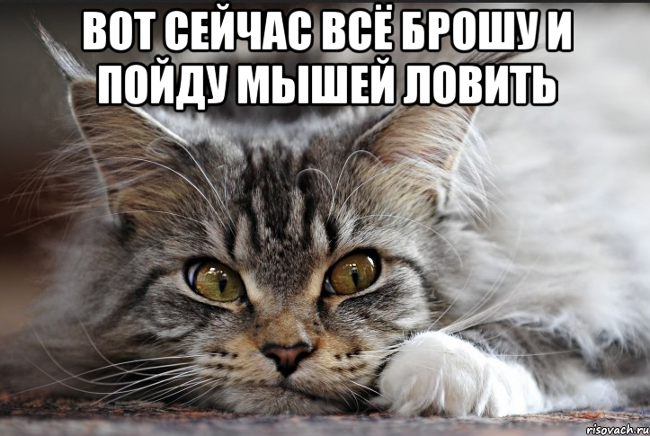 ВОТ СЕЙЧАС ВСЁ БРОШУ И ПОЙДУ МЫШЕЙ ЛОВИТЬ , Мем Сердце ноет просится домой домой