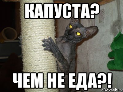 капуста? чем не еда?!