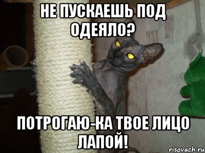 не пускаешь под одеяло? потрогаю-ка твое лицо лапой!
