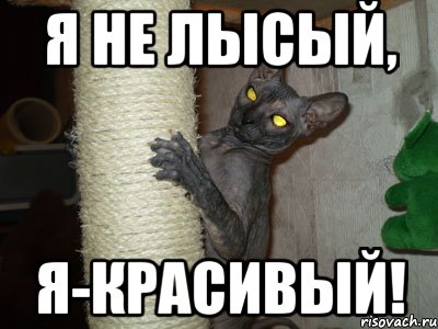 я не лысый, я-красивый!