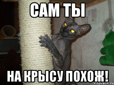 сам ты на крысу похож!