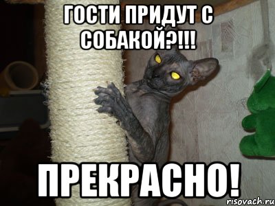 гости придут с собакой?!!! прекрасно!, Мем сфинкс