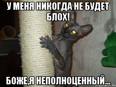 у меня никогда не будет блох! боже,я неполноценный...