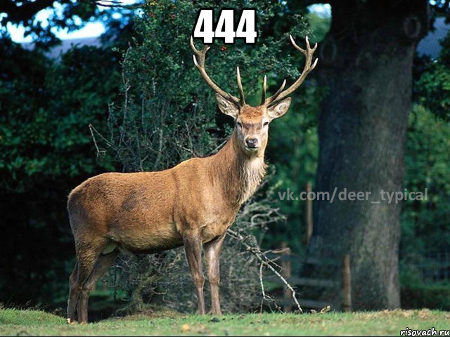 444 