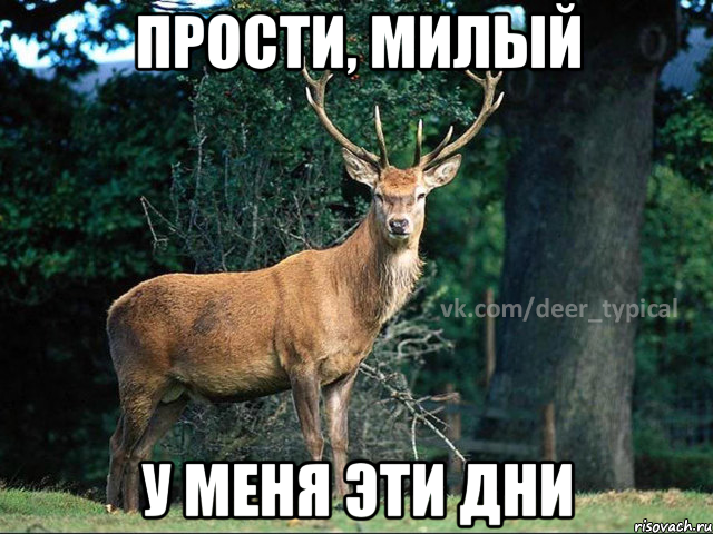 Прости, милый у меня эти дни