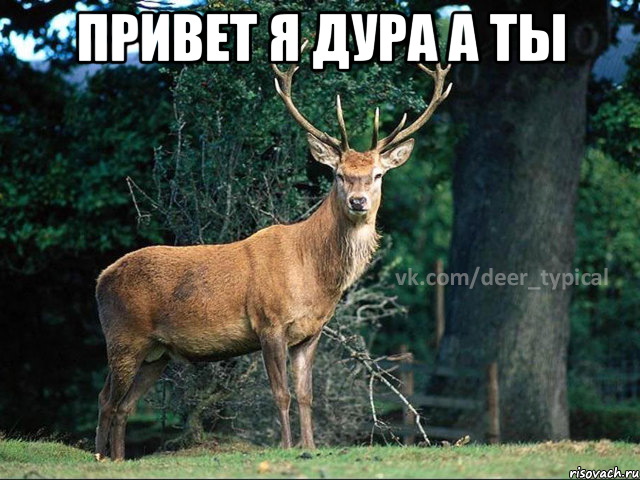 Привет я дура а ты 