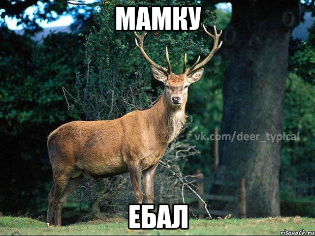 мамку ебал, Мем Паблик Типичный олень